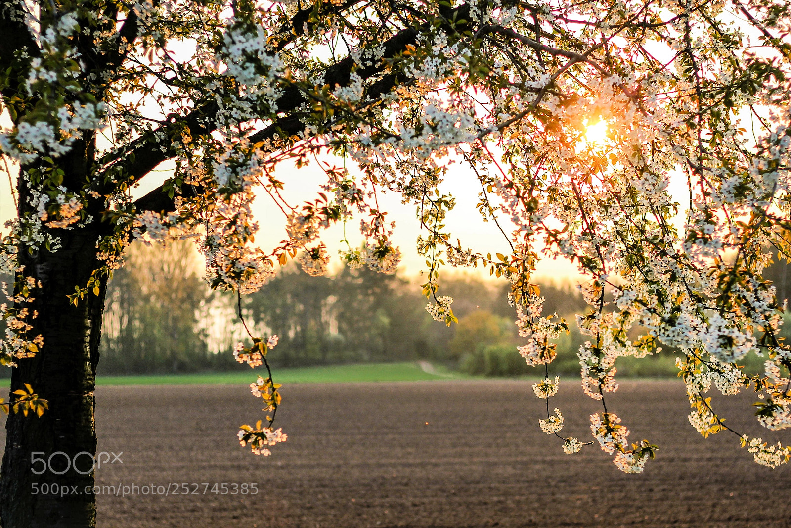Canon EOS 700D (EOS Rebel T5i / EOS Kiss X7i) sample photo. Cologne roggendorf photography
