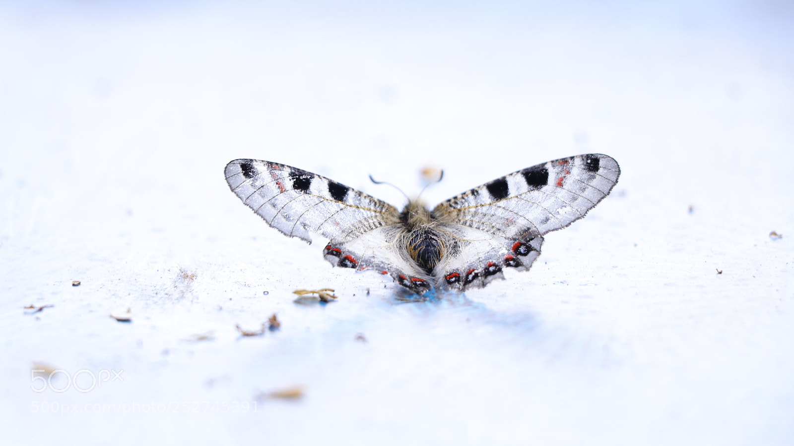 Canon EOS 80D sample photo. Frozen in time photography