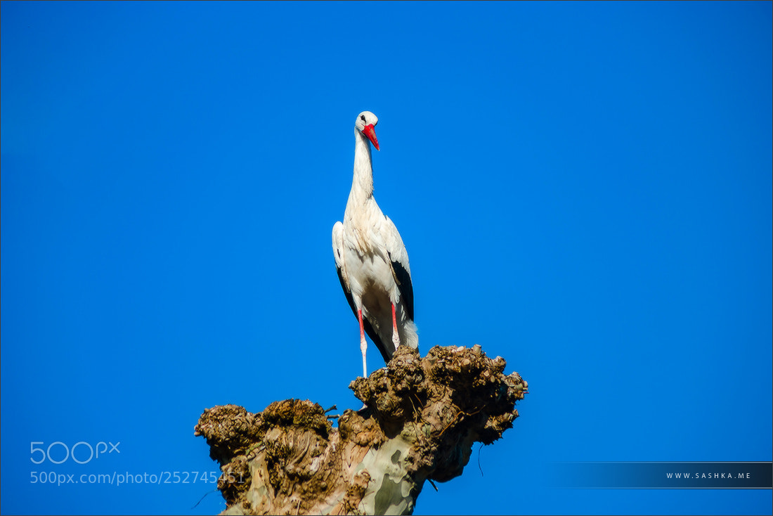 Sony a99 II sample photo. Beautiful white storks in photography