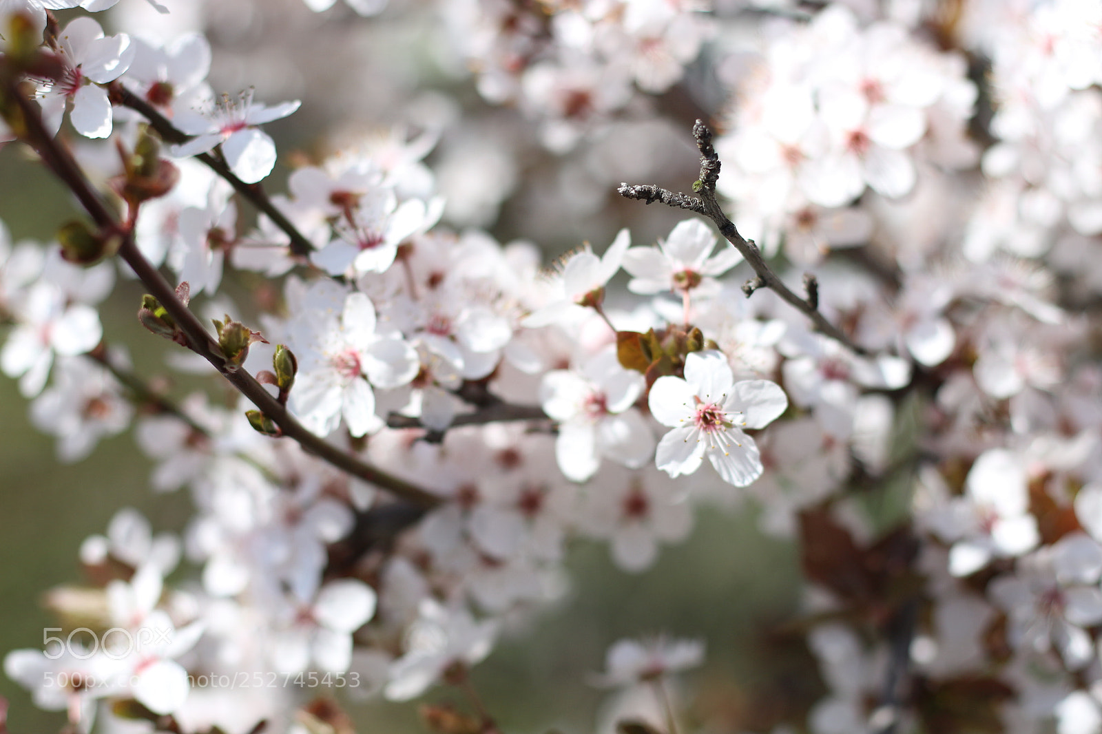 Canon EOS 700D (EOS Rebel T5i / EOS Kiss X7i) + Canon EF 50mm F1.8 STM sample photo. Spring photography