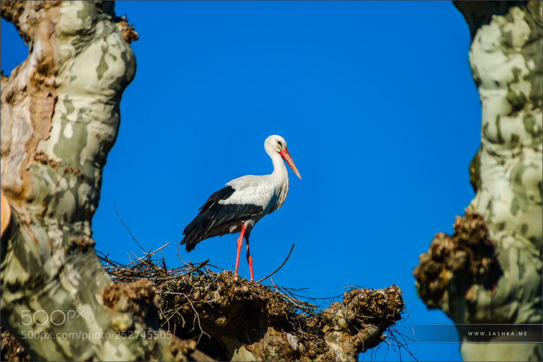 Sony a99 II sample photo. Beautiful white storks in photography