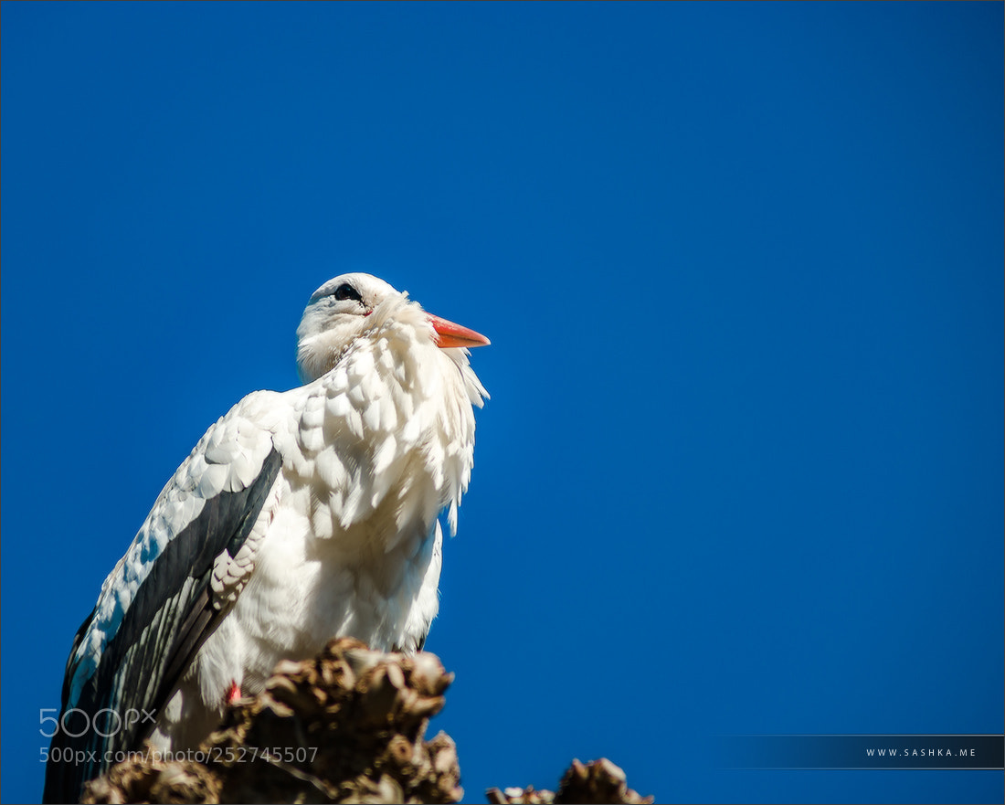 Sony a99 II sample photo. Beautiful white storks in photography