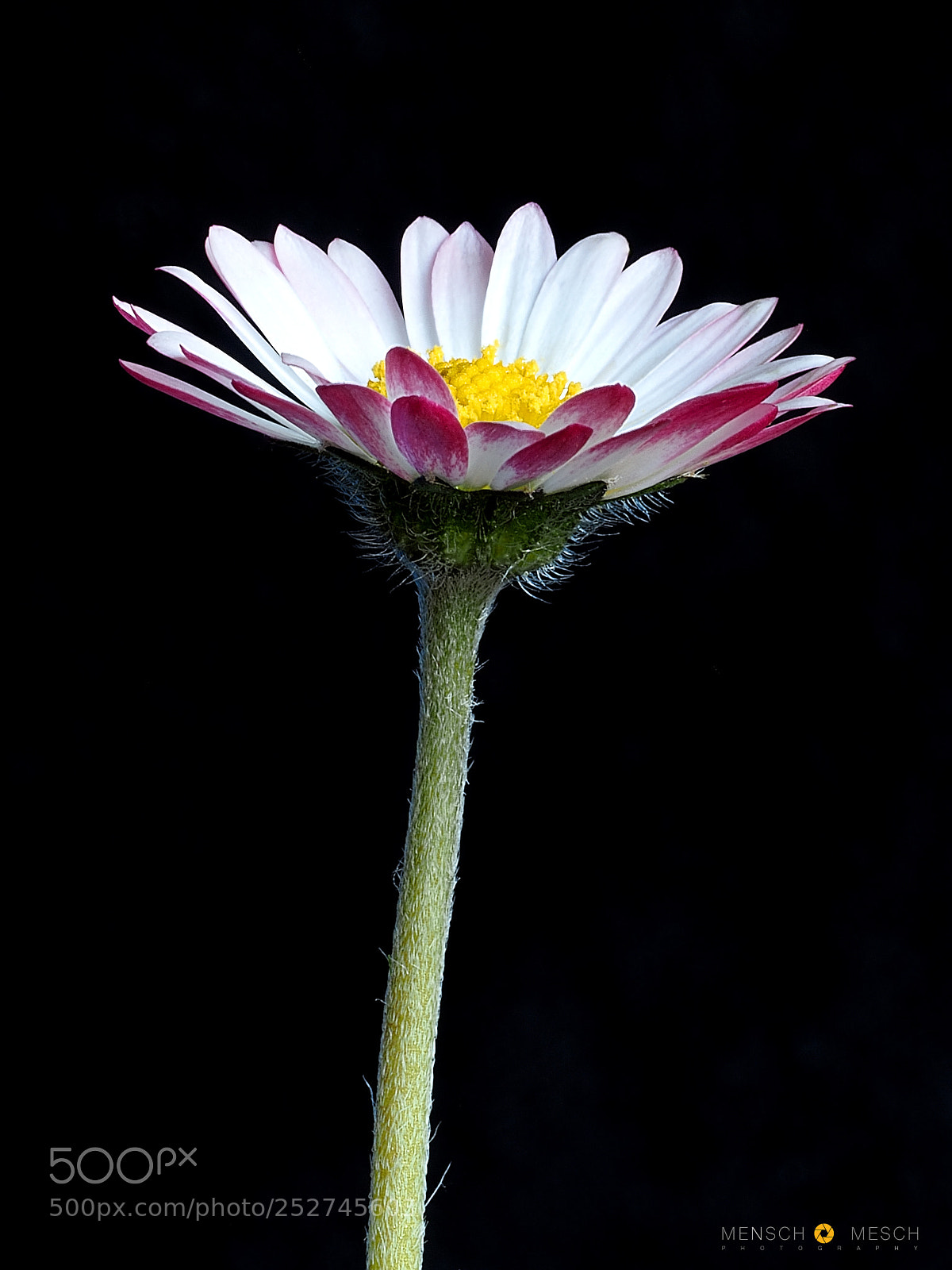 Olympus OM-D E-M5 II sample photo. Daisy photography