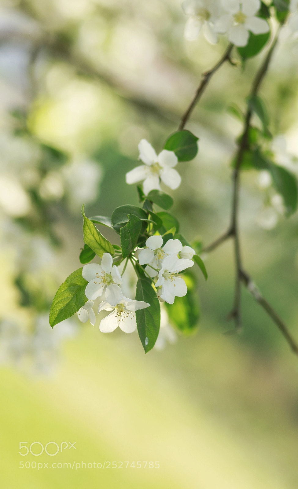 Canon EOS 7D Mark II sample photo. 海棠 photography