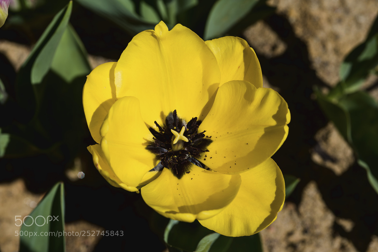 Nikon D810 sample photo. Untitled photography