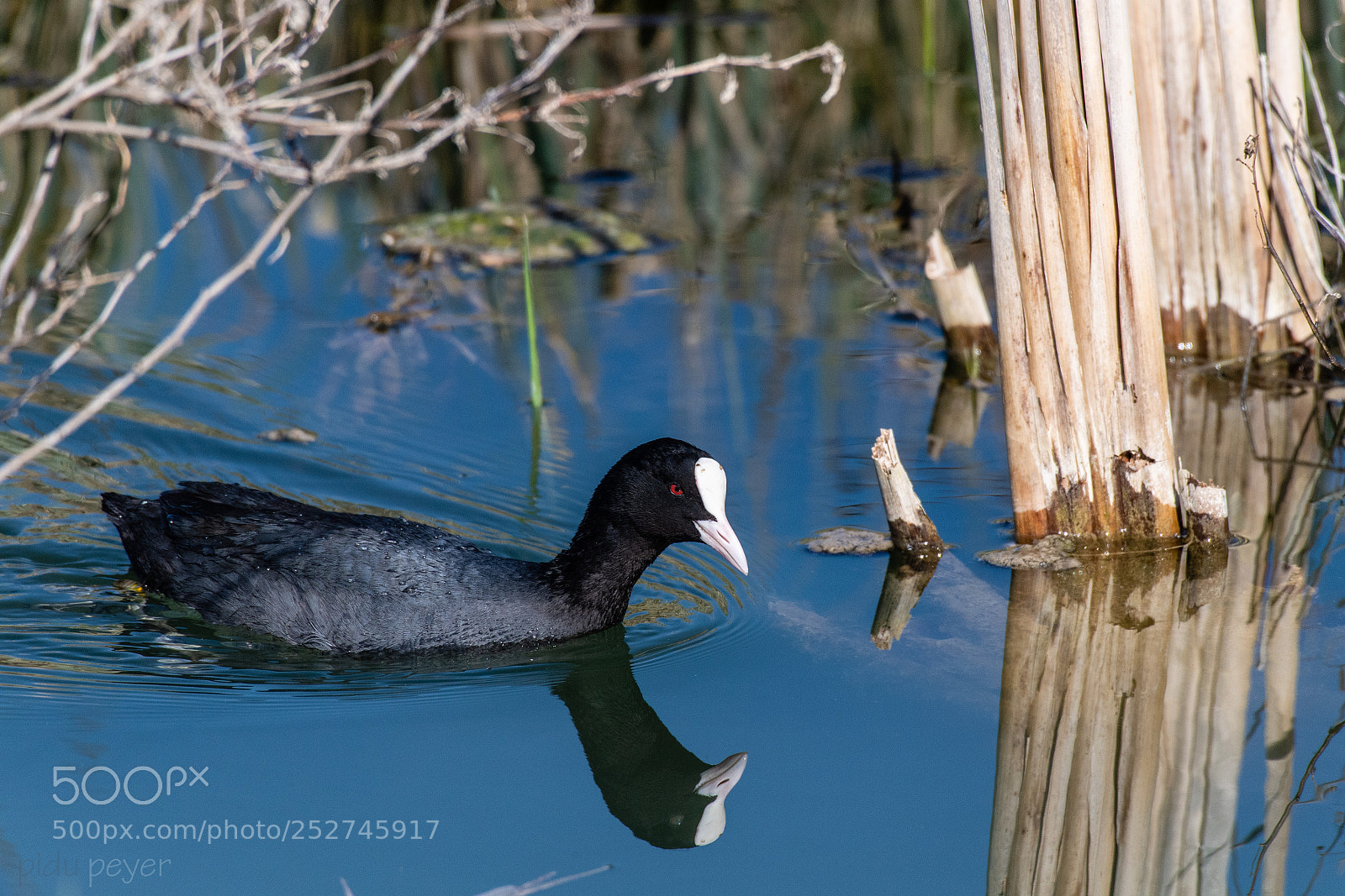 Nikon D5 sample photo. Fulica atra photography