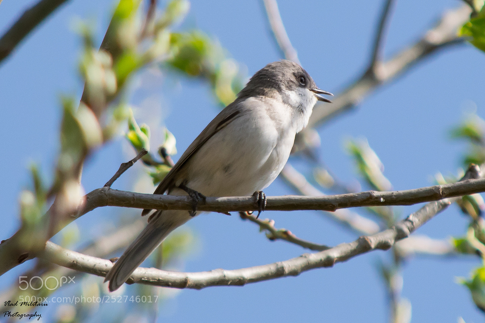 Nikon D5300 sample photo. The lesser whitethroat sylvia photography