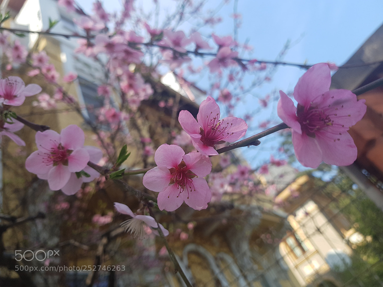 Samsung Galaxy S7 Edge sample photo. Pink. photography