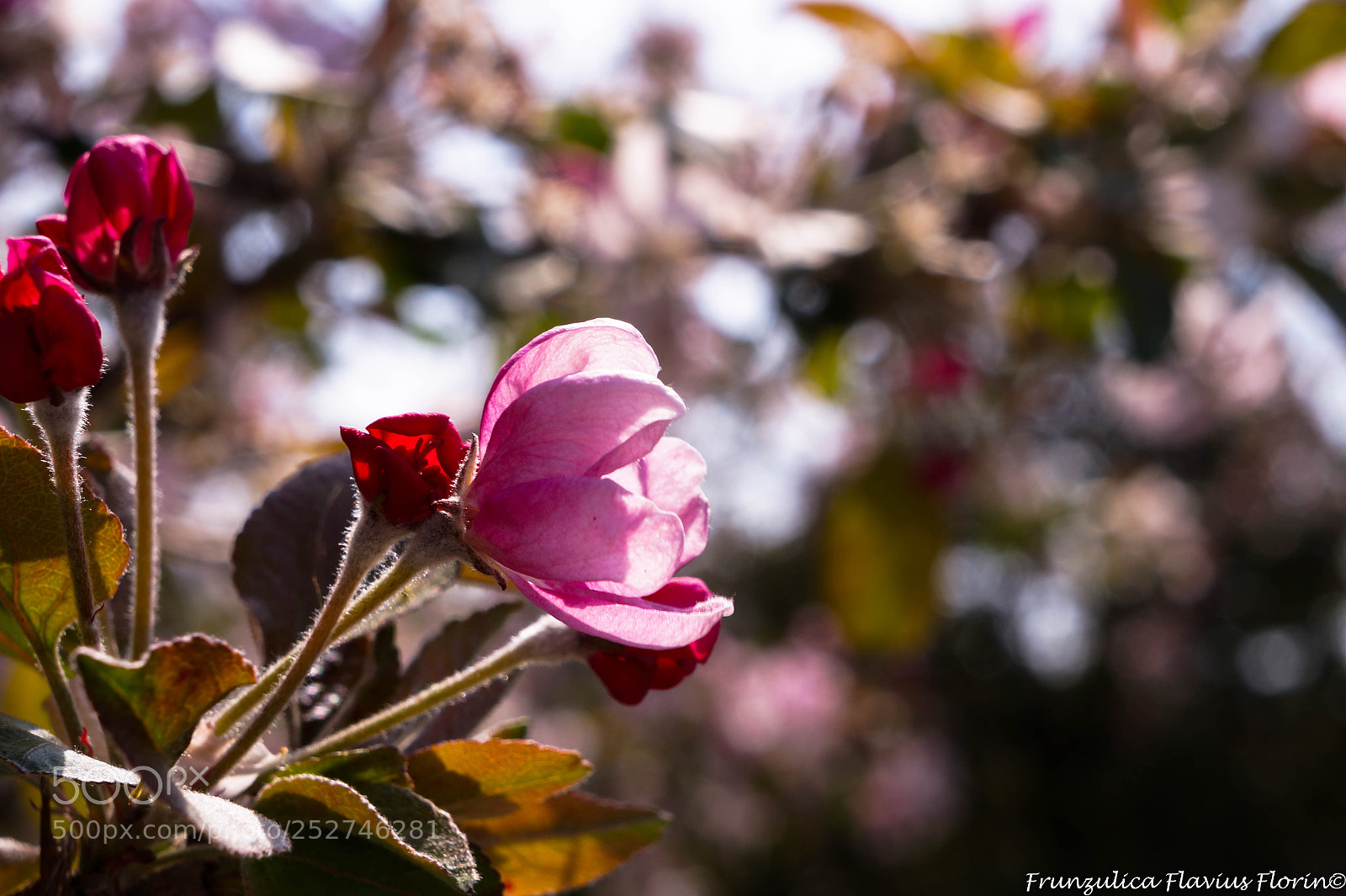 Sony Alpha a3000 sample photo. Spring flower photography