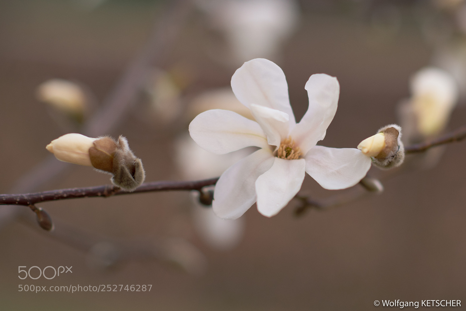 Nikon D750 sample photo. Brown spring blossom photography
