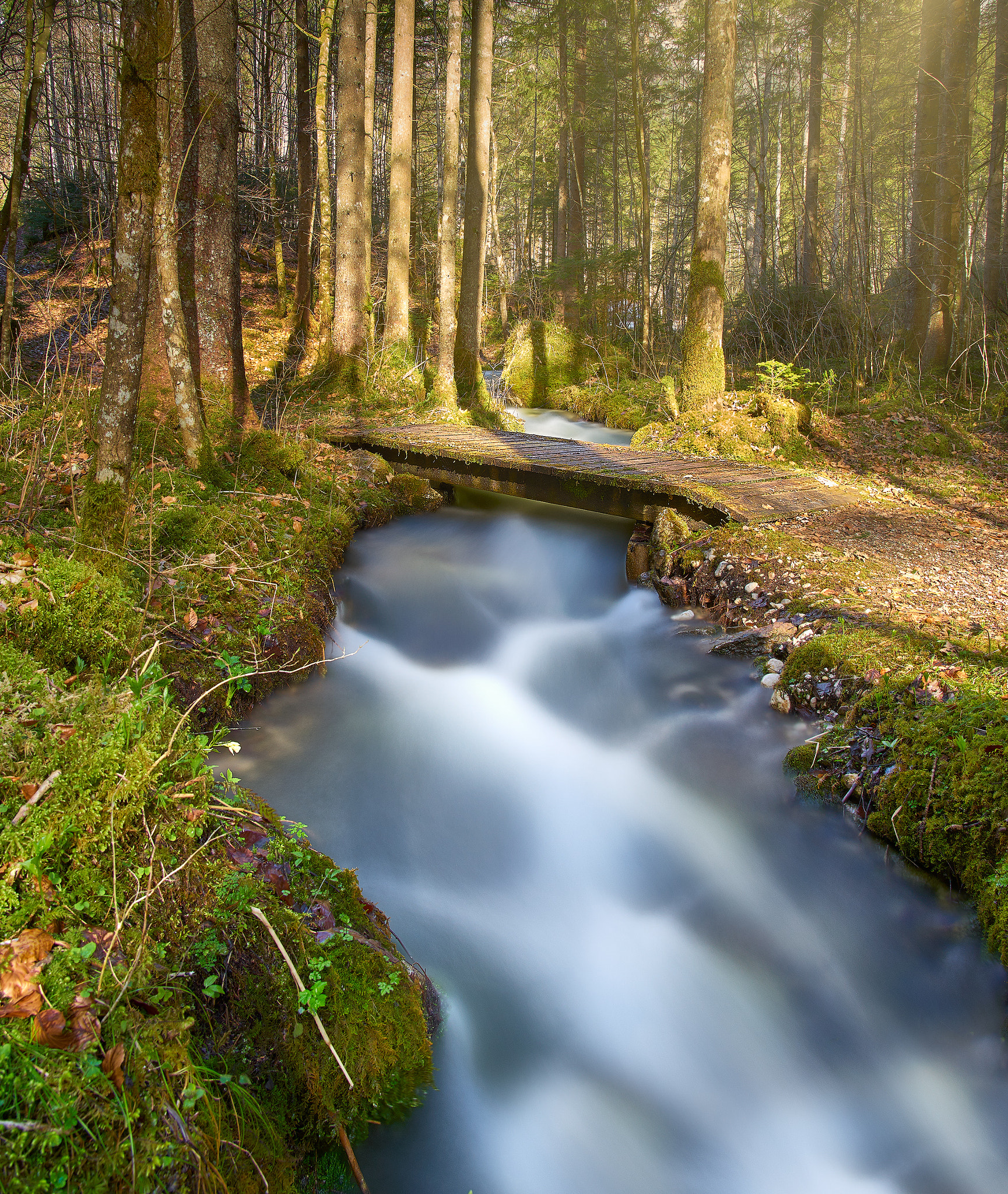 Sony FE 24-105mm F4 G OSS sample photo. In the magical forest photography