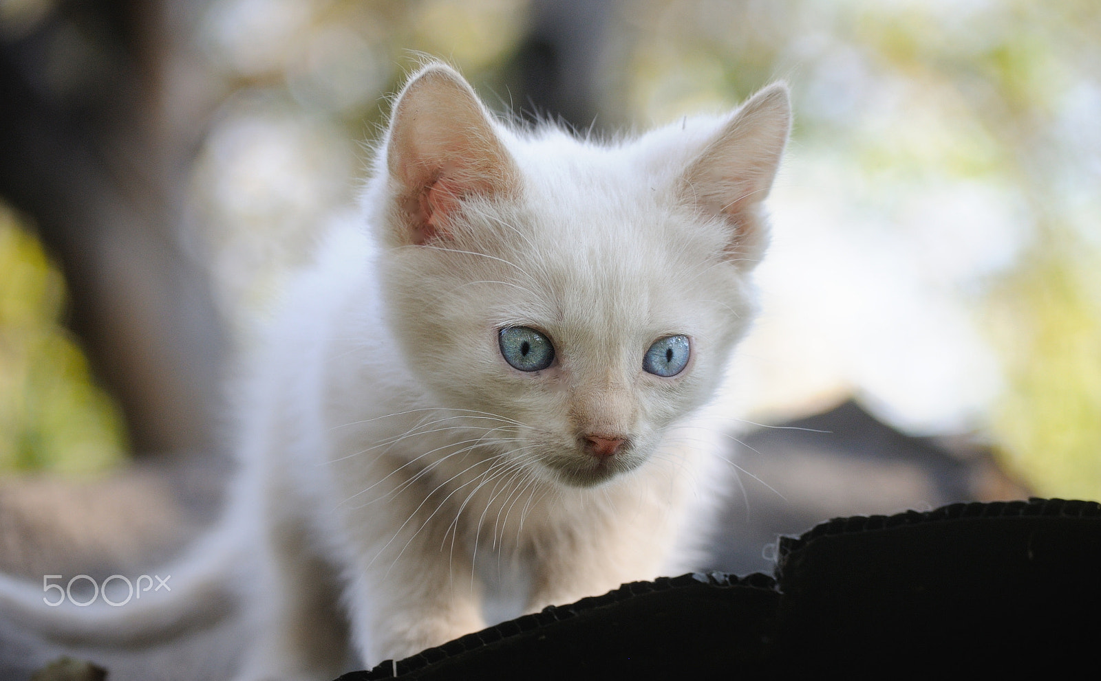 Nikon D300S + Nikon AF-S DX Nikkor 55-200mm F4-5.6G VR sample photo. My cat is an alien photography