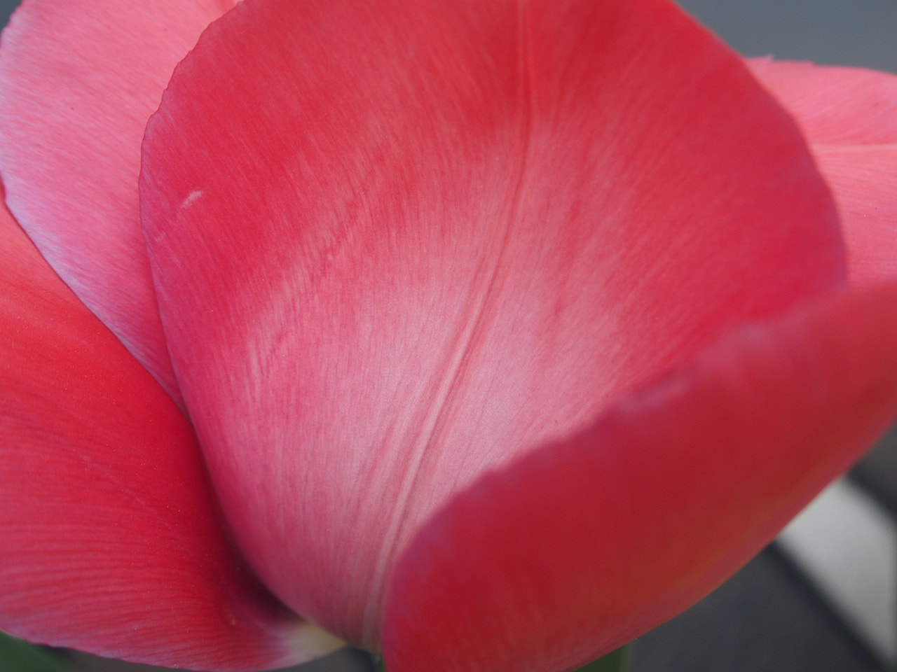 Olympus STYLUS1,1s sample photo. Spling pink photography