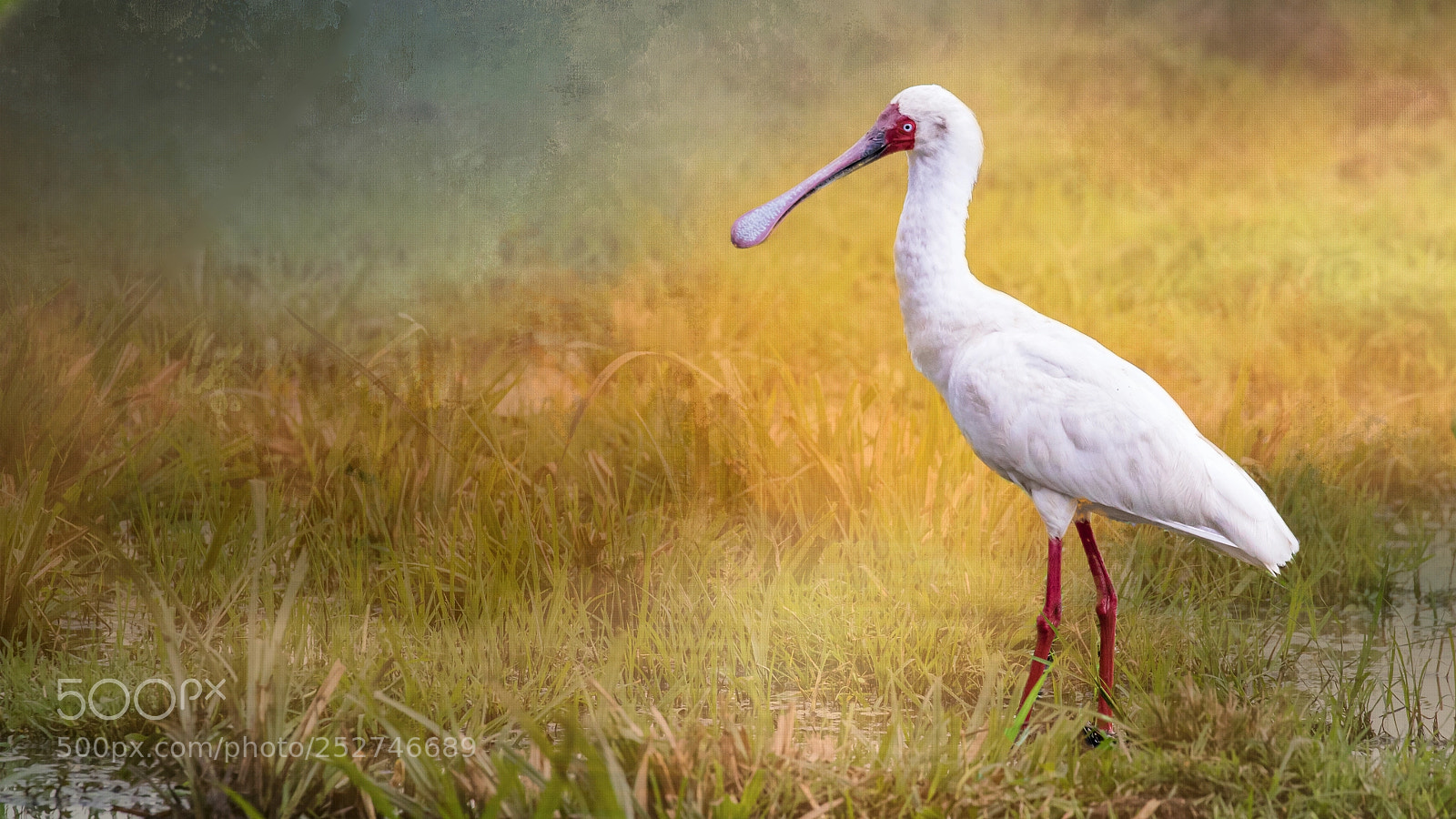 Canon EOS 7D Mark II sample photo. African spoonbill photography