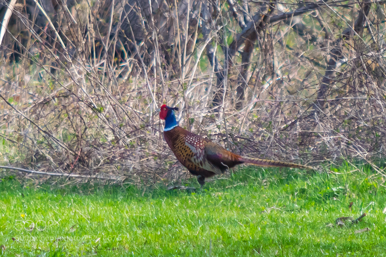Nikon D5300 sample photo. Common pheasant          (phasianus colchicus) photography