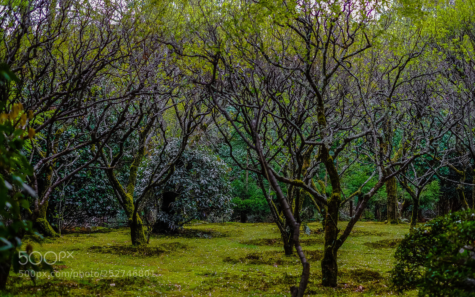 Fujifilm X-T10 sample photo. Shades of green photography