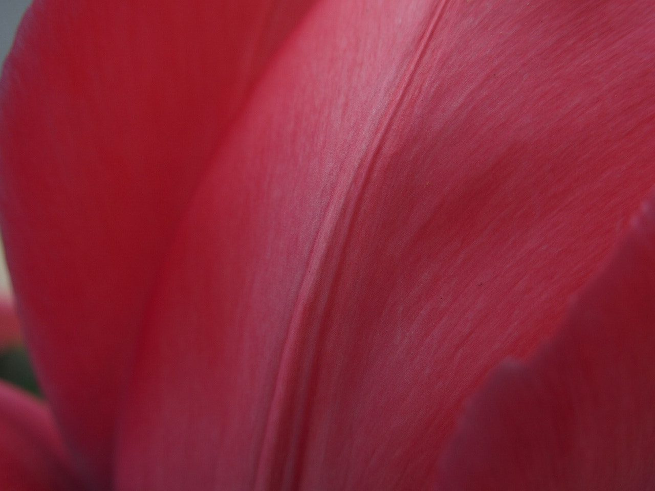 Olympus STYLUS1,1s sample photo. Spring pink photography