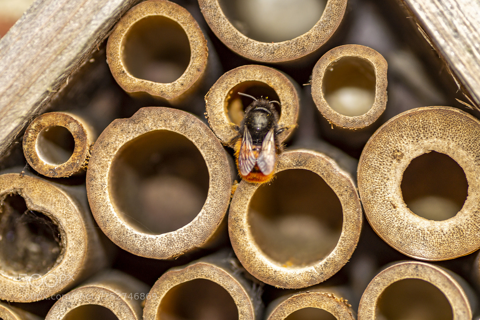 Sony SLT-A58 sample photo. European orchard bee photography