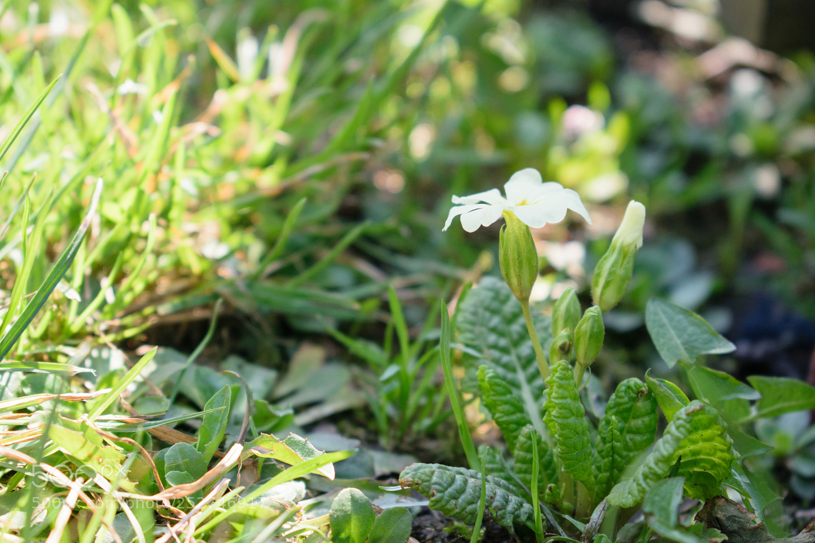 Nikon D5300 sample photo. Flo :) photography