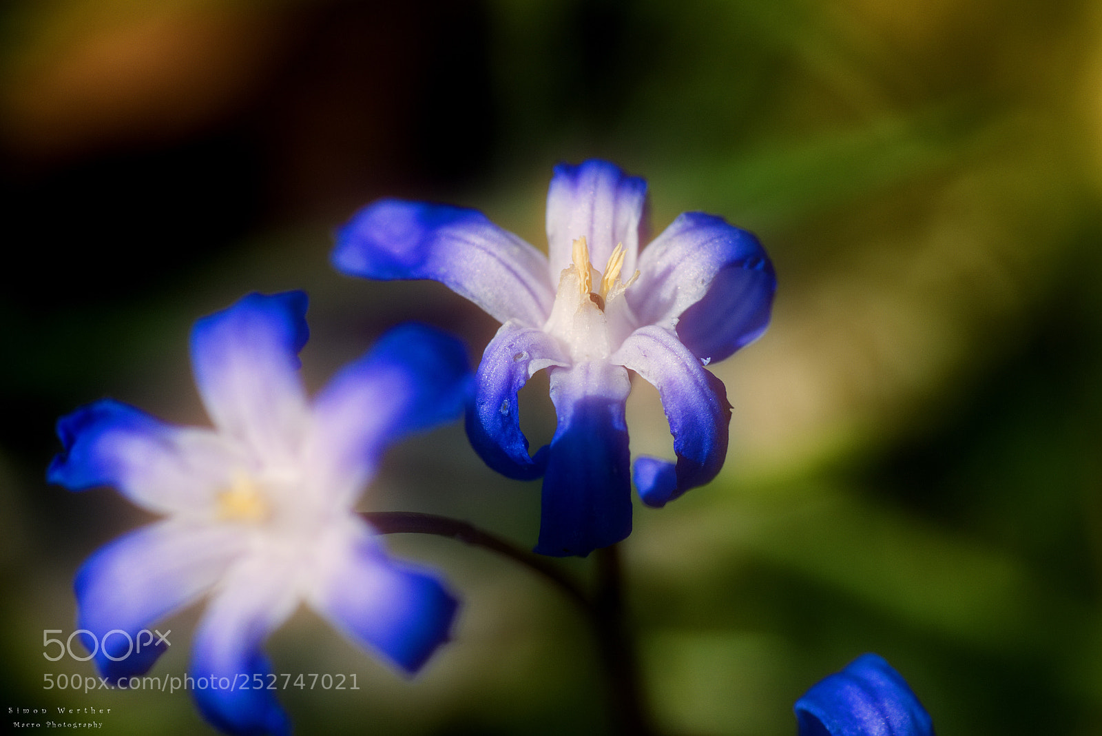 Nikon D5600 sample photo. Blue flowers photography