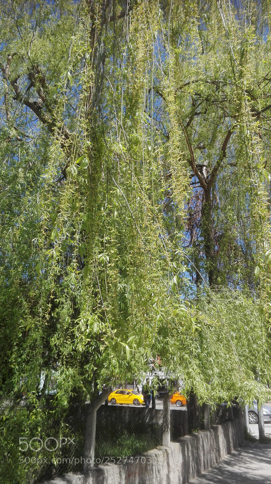 HUAWEI P8 Lite sample photo. Spring dressed willow tree photography