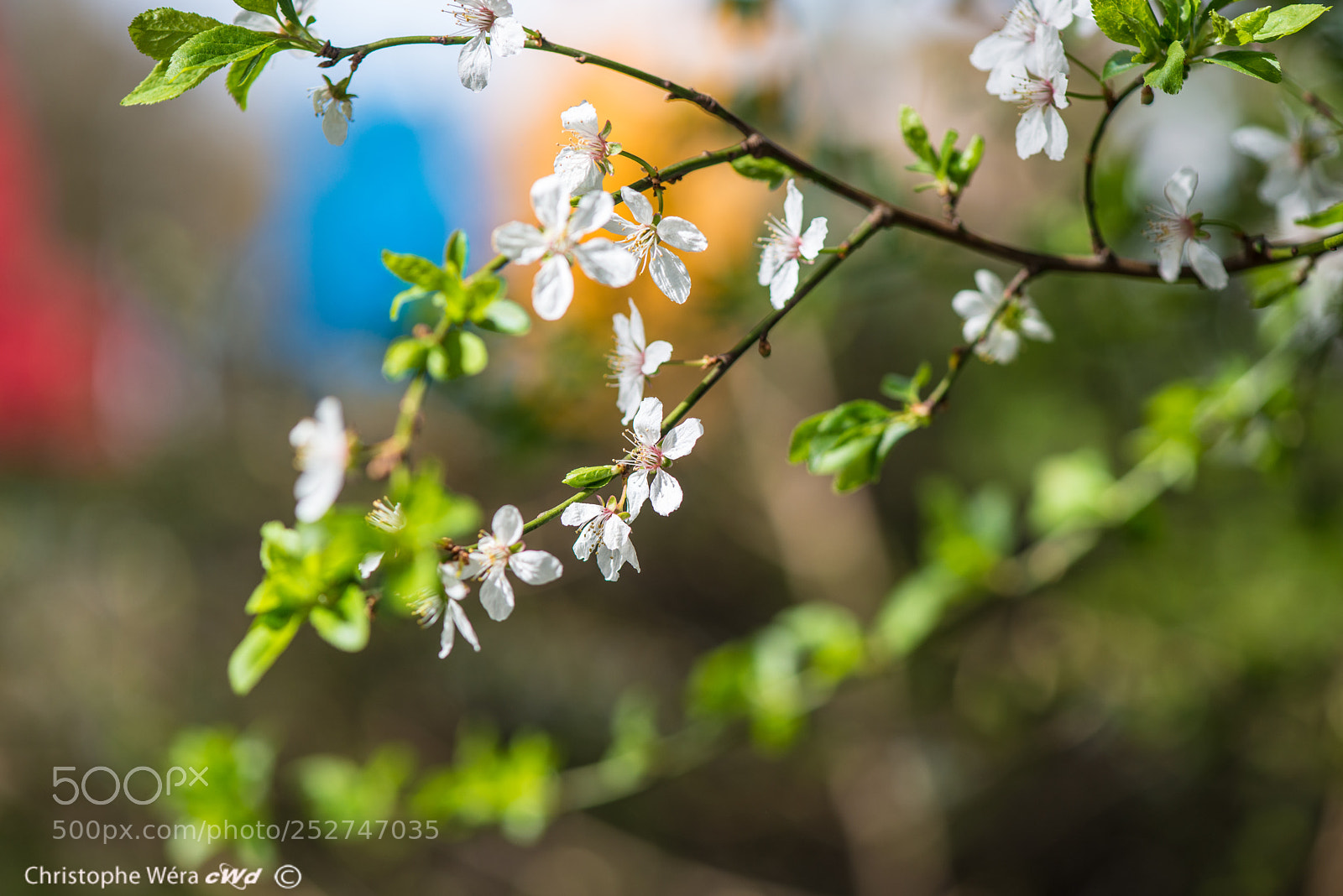 Nikon D800 sample photo. "little flowers" photography