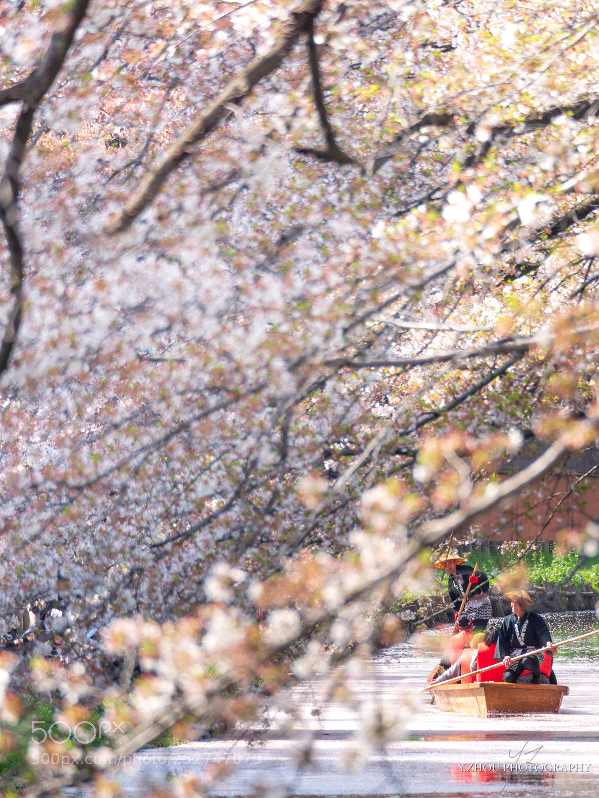 Olympus OM-D E-M1 Mark II sample photo. Roof of cherry blossom photography