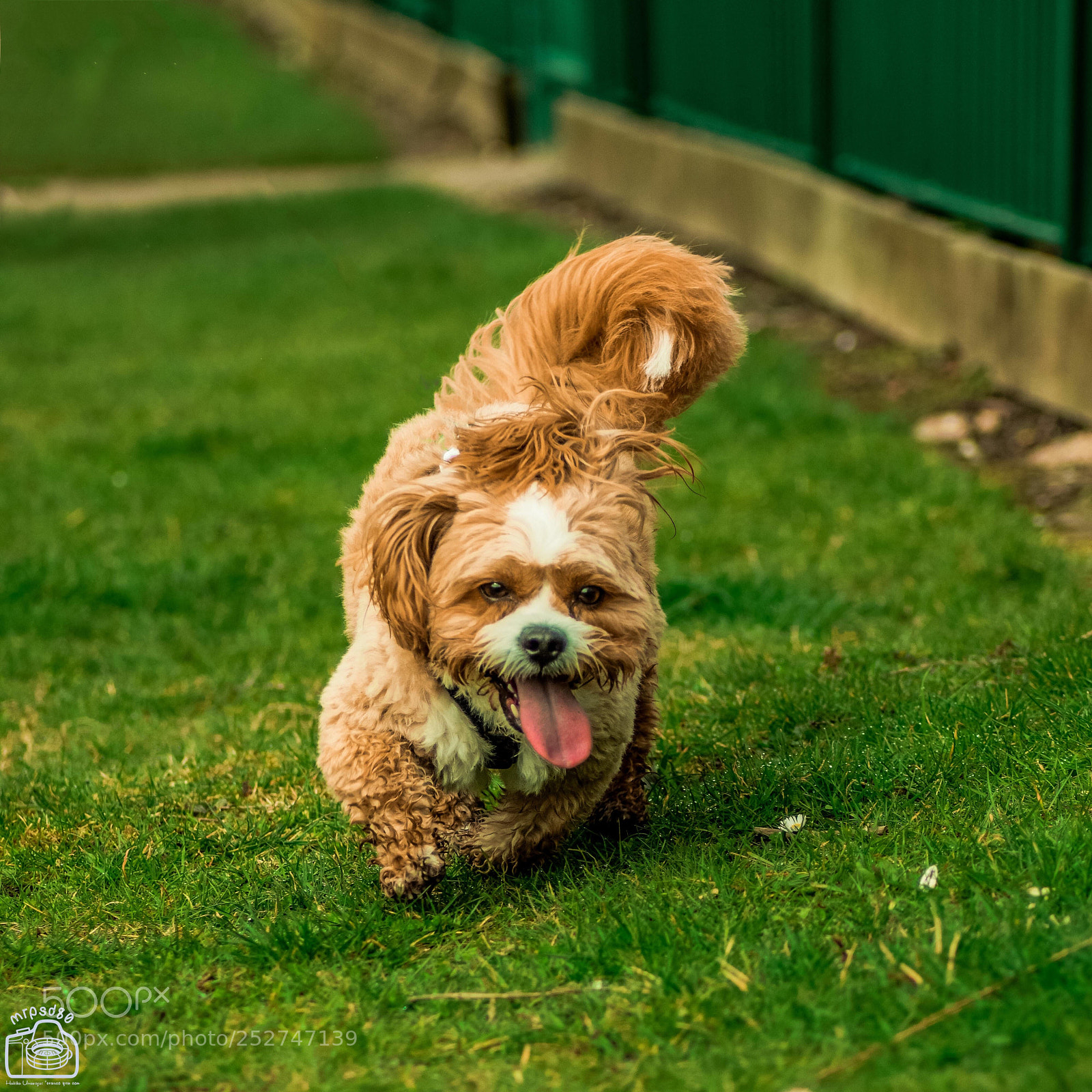 Nikon D3300 sample photo. D is for ... dog photography