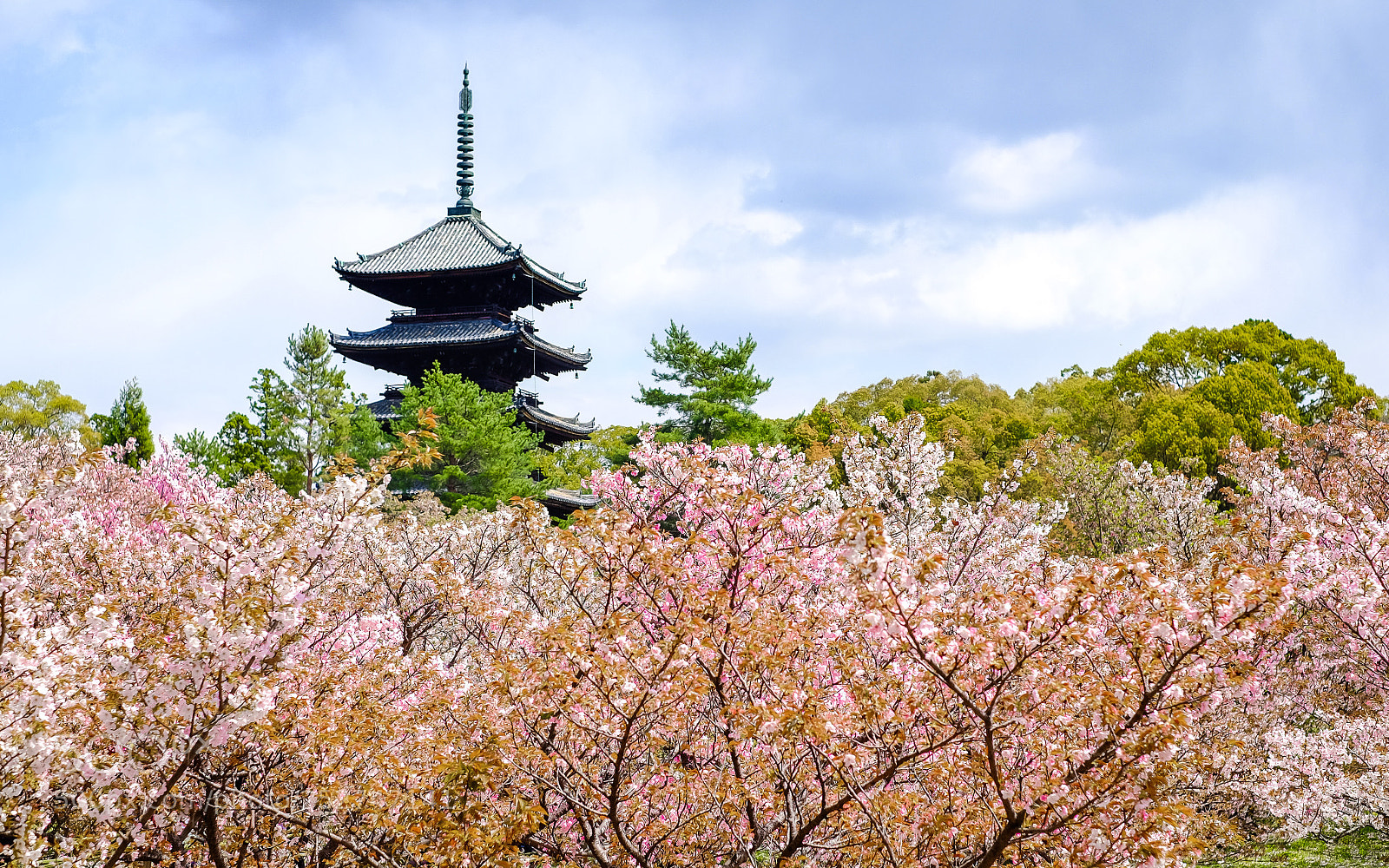Fujifilm X-T10 sample photo. Sakura at ninnaji photography
