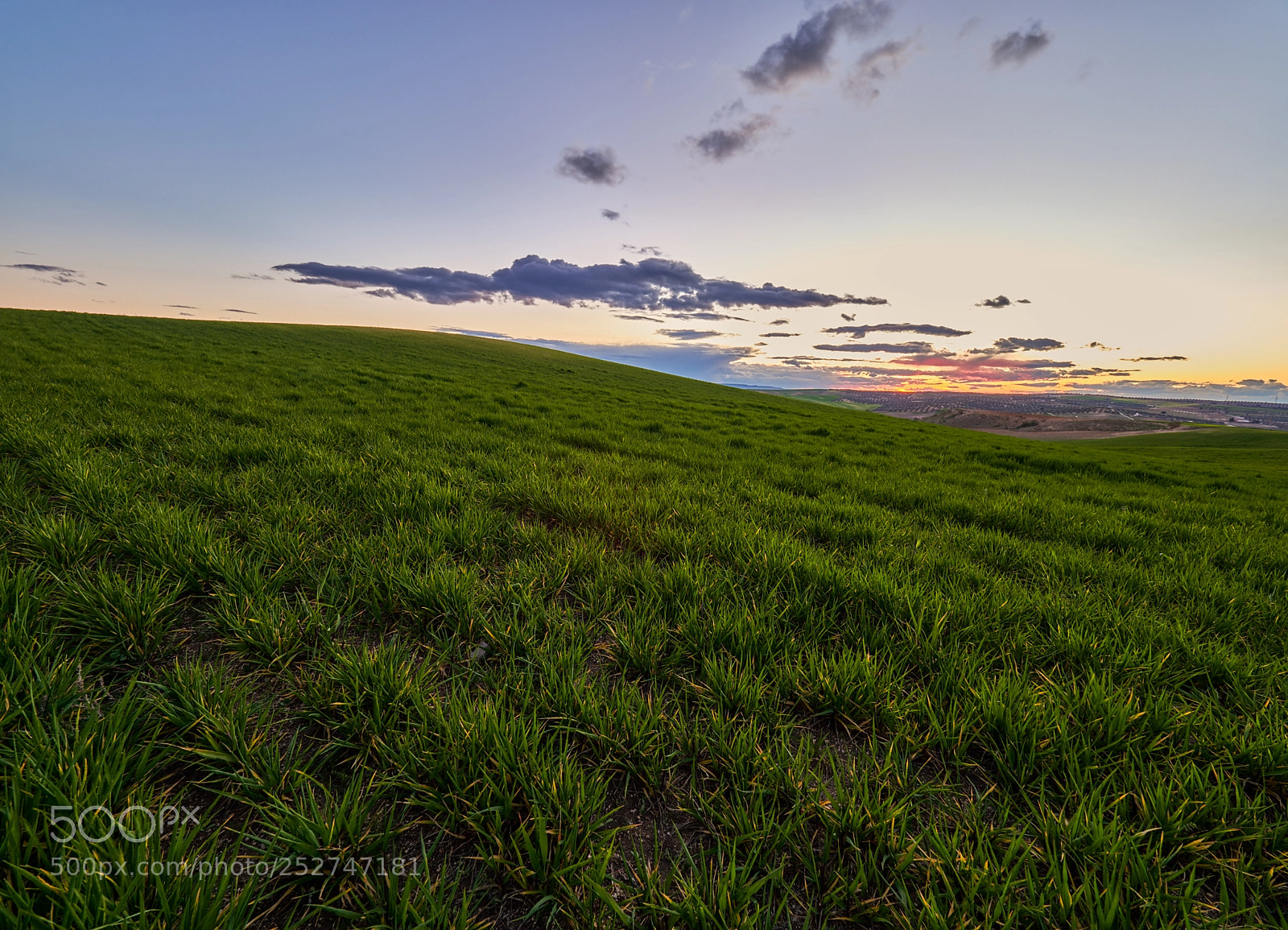 Olympus OM-D E-M1 Mark II sample photo. Green photography