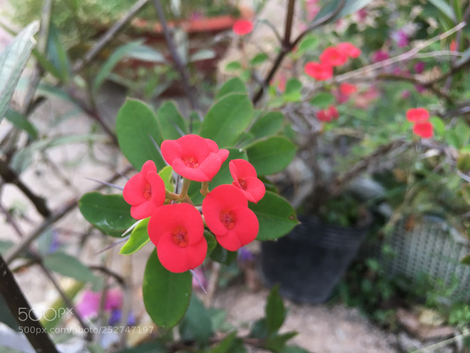 Apple iPhone 6s Plus sample photo. Cactus flower photography