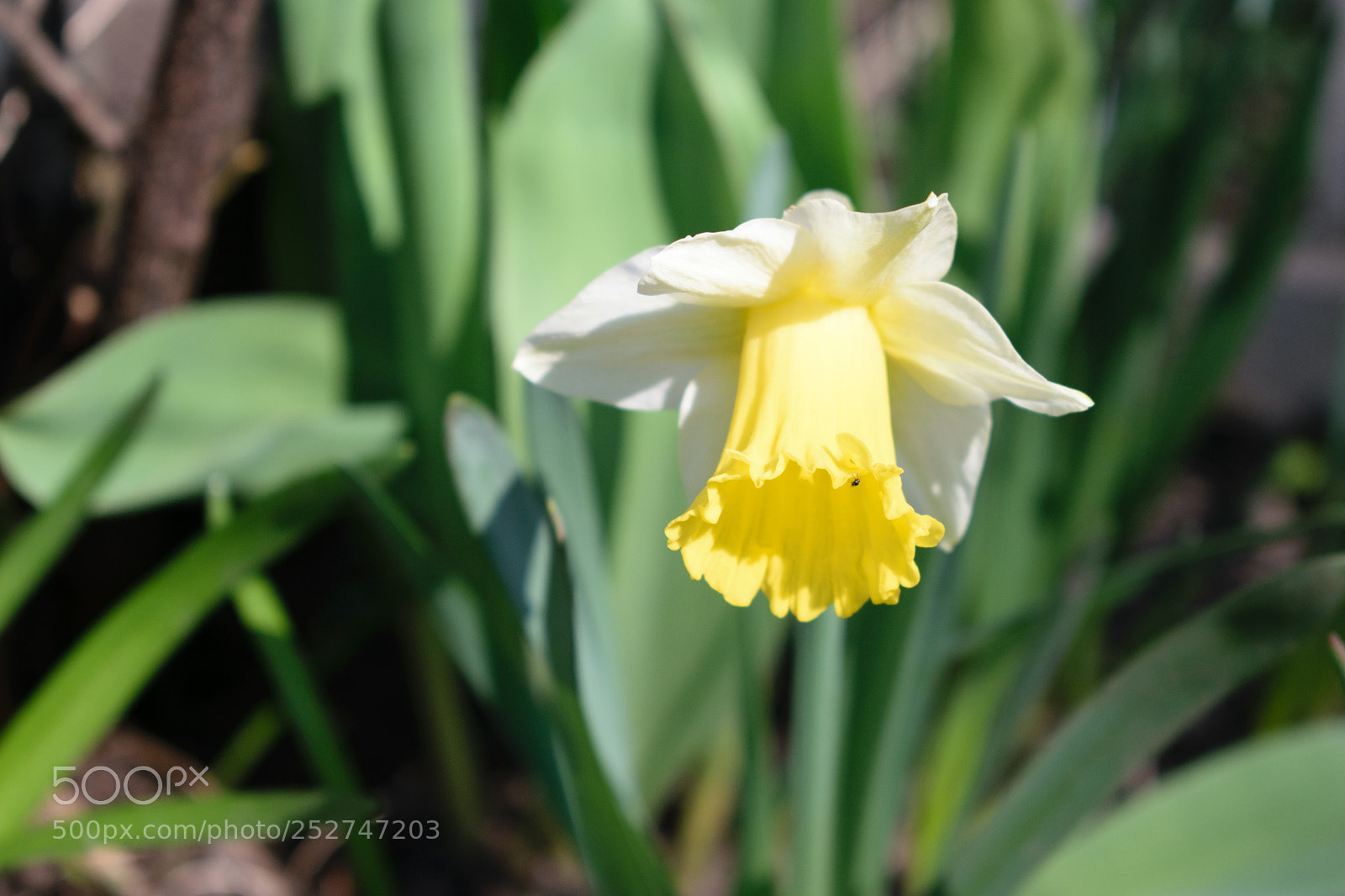 Nikon D5300 sample photo. Narcissus photography