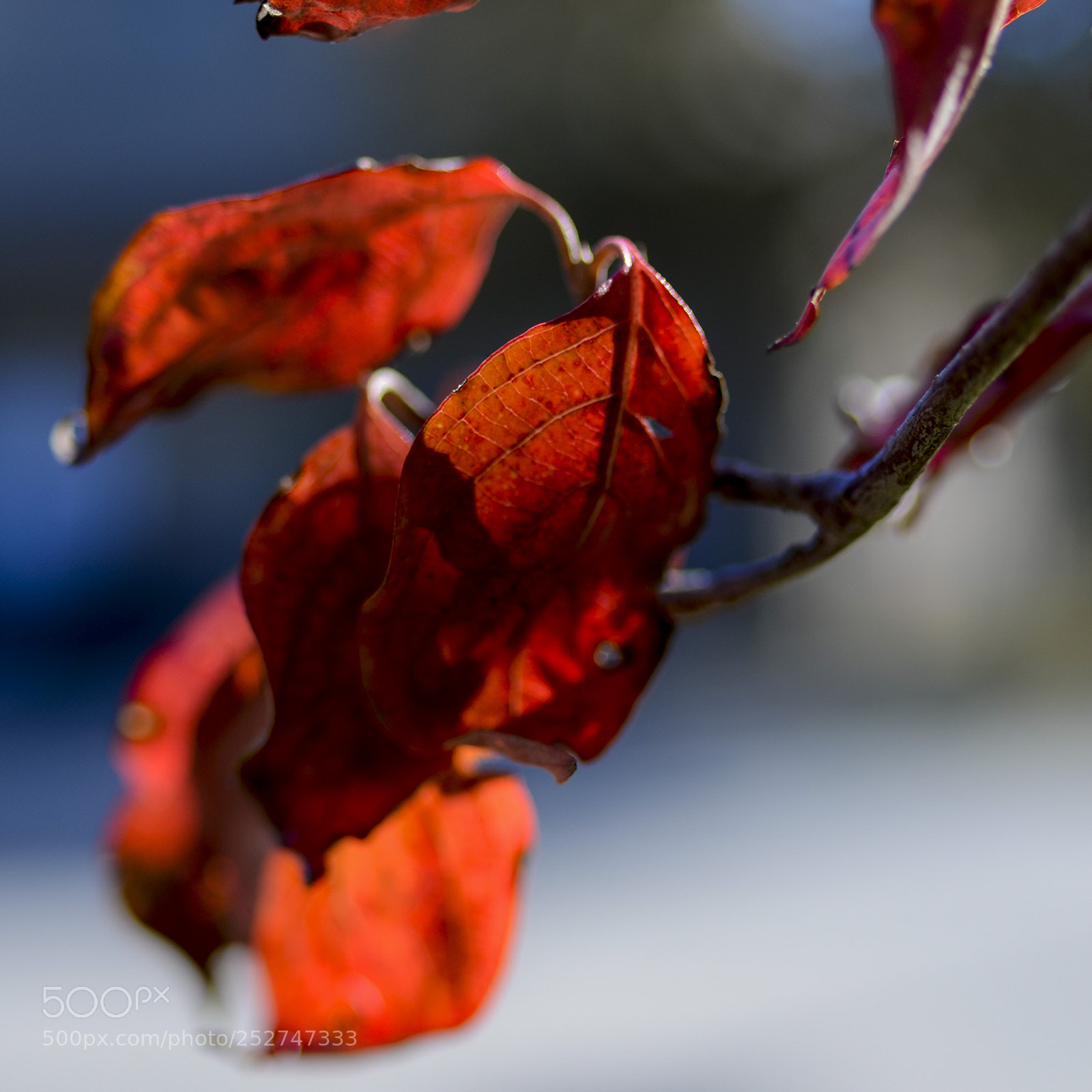 Nikon D7000 sample photo. New season photography