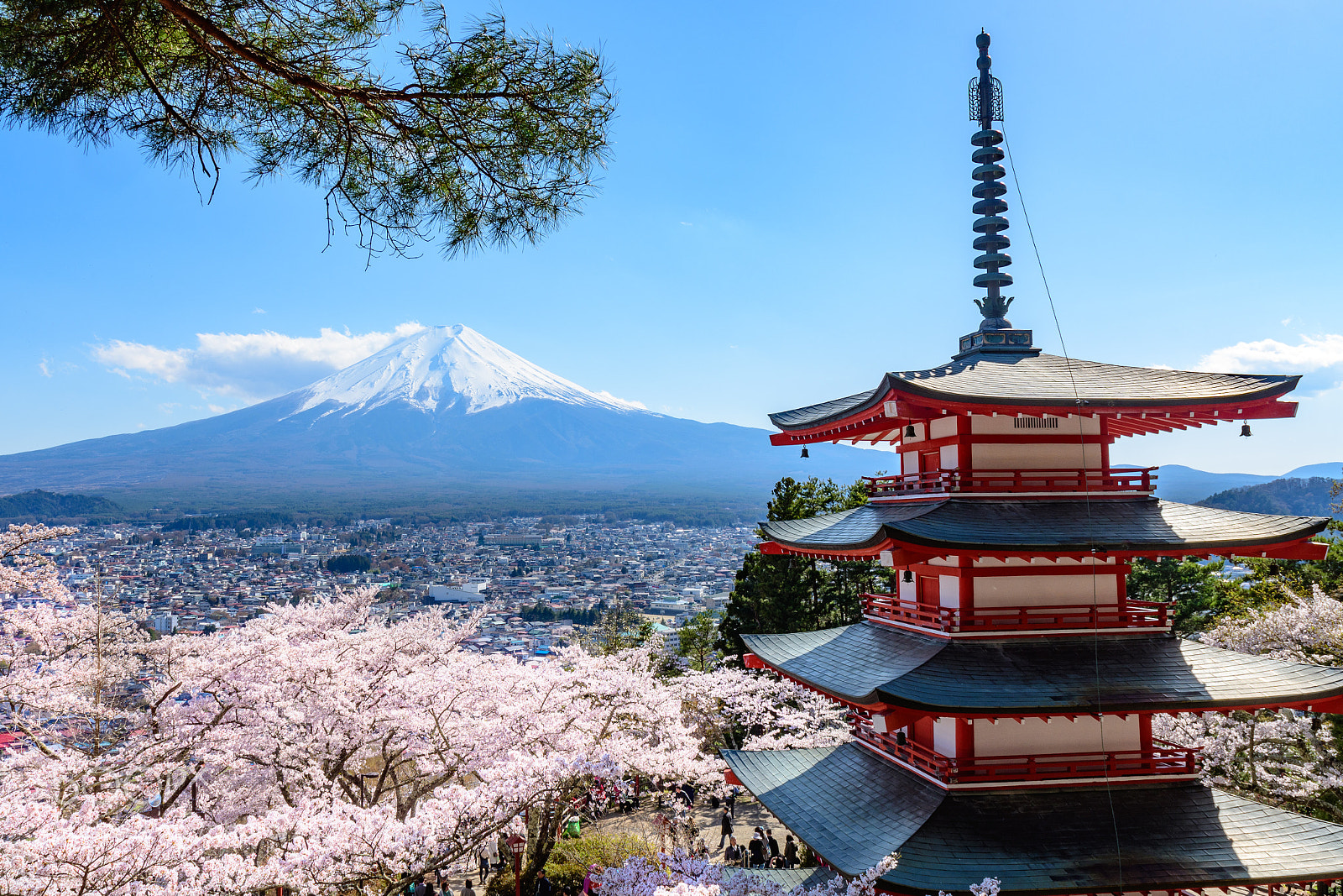 Nikon D500 sample photo. Mt.fuji and chrry blossom photography