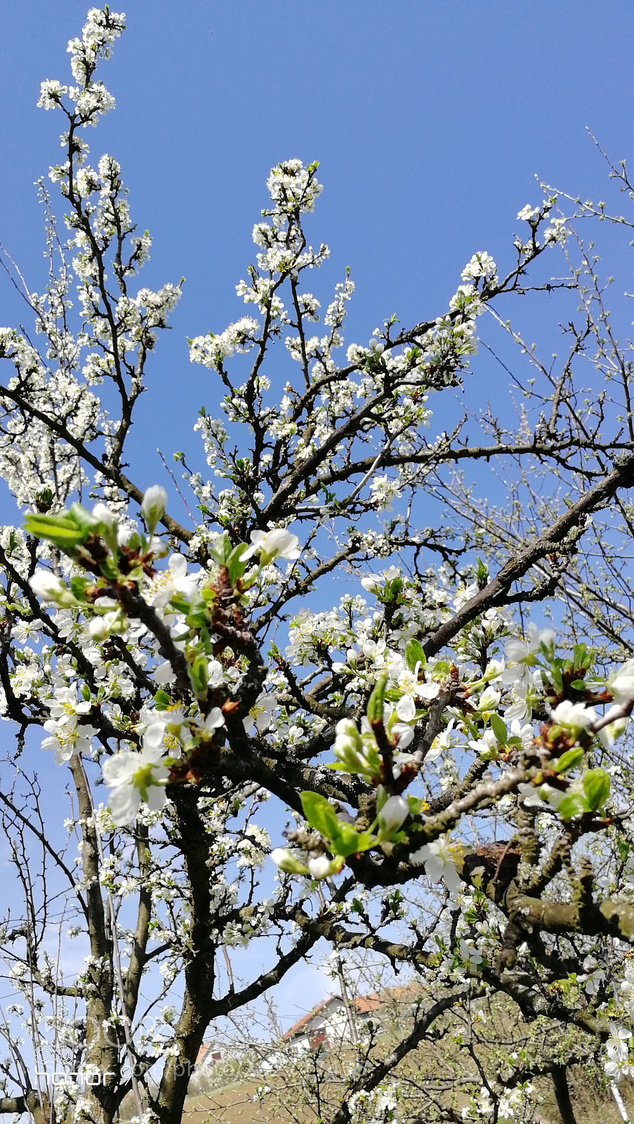 HUAWEI Honor 9 sample photo. Spring in meljak photography