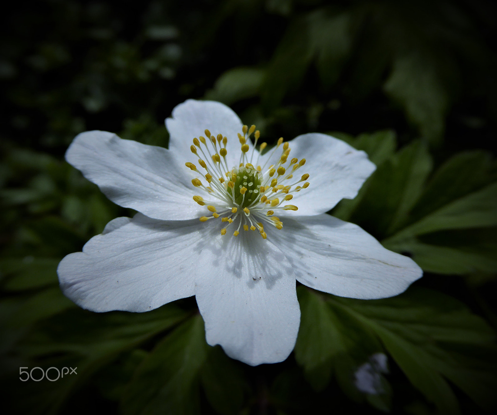 Panasonic Lumix DMC-ZS40 (Lumix DMC-TZ60) sample photo. White flower photography