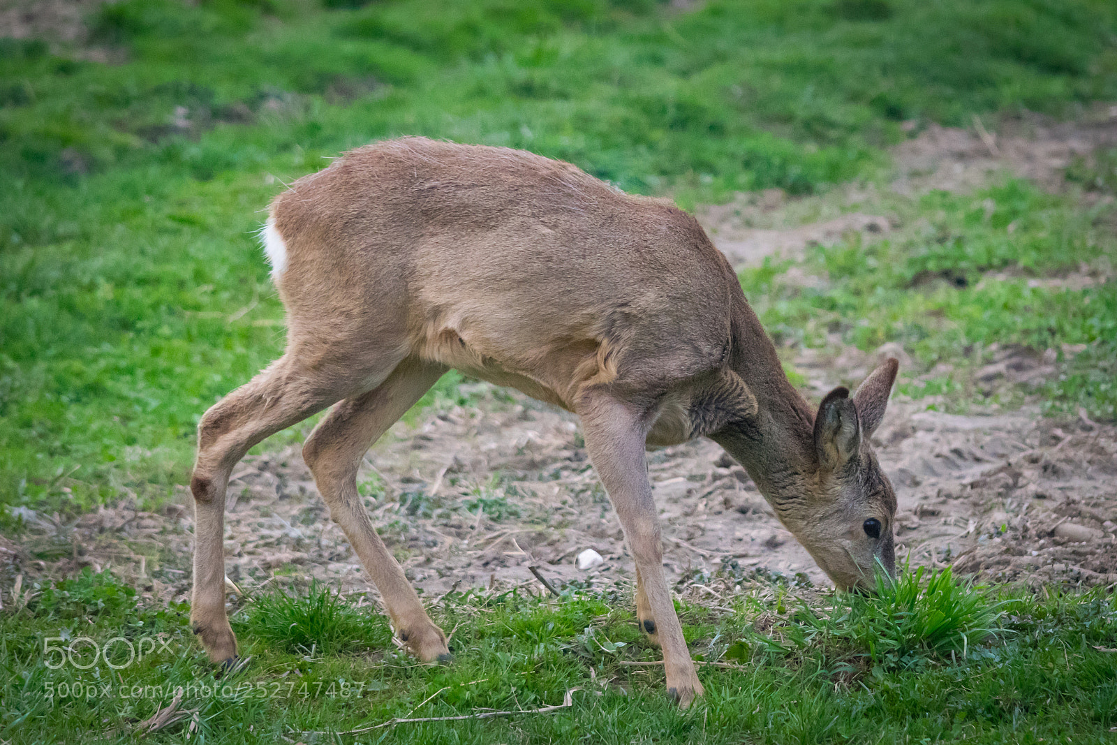 Nikon D5300 sample photo. The european roe deer photography