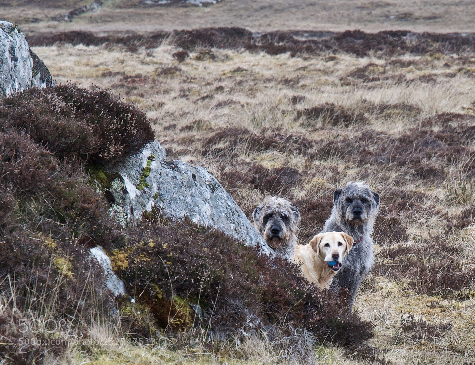 Nikon D5000 sample photo. Dogs waiting photography