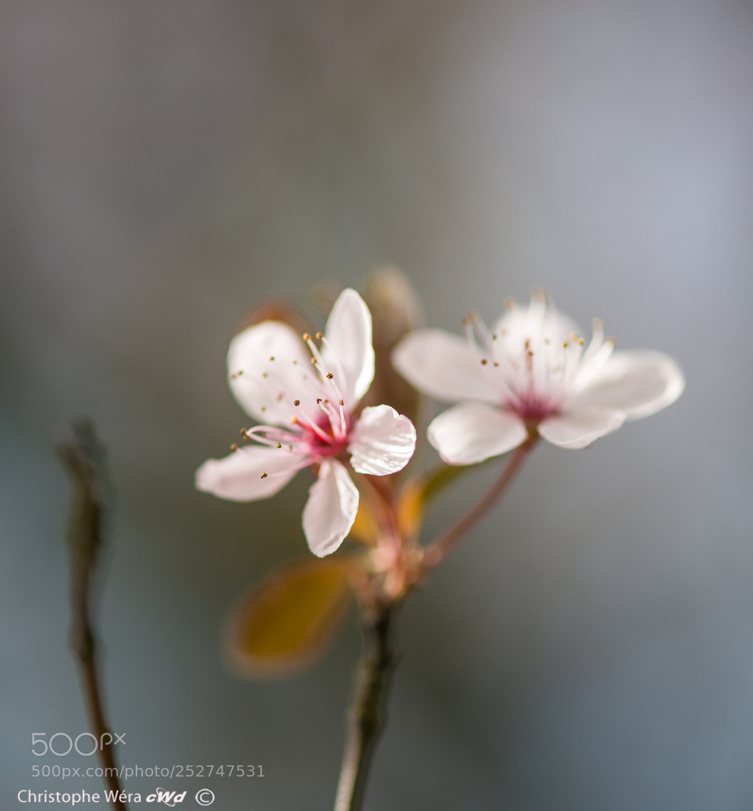 Nikon D800 sample photo. "little flowers"2 photography