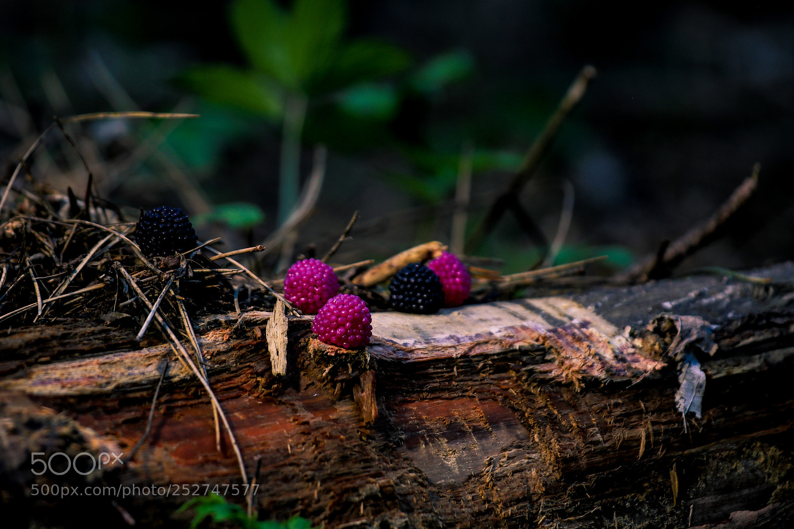 Canon EOS 80D sample photo. Treasures of the forest photography