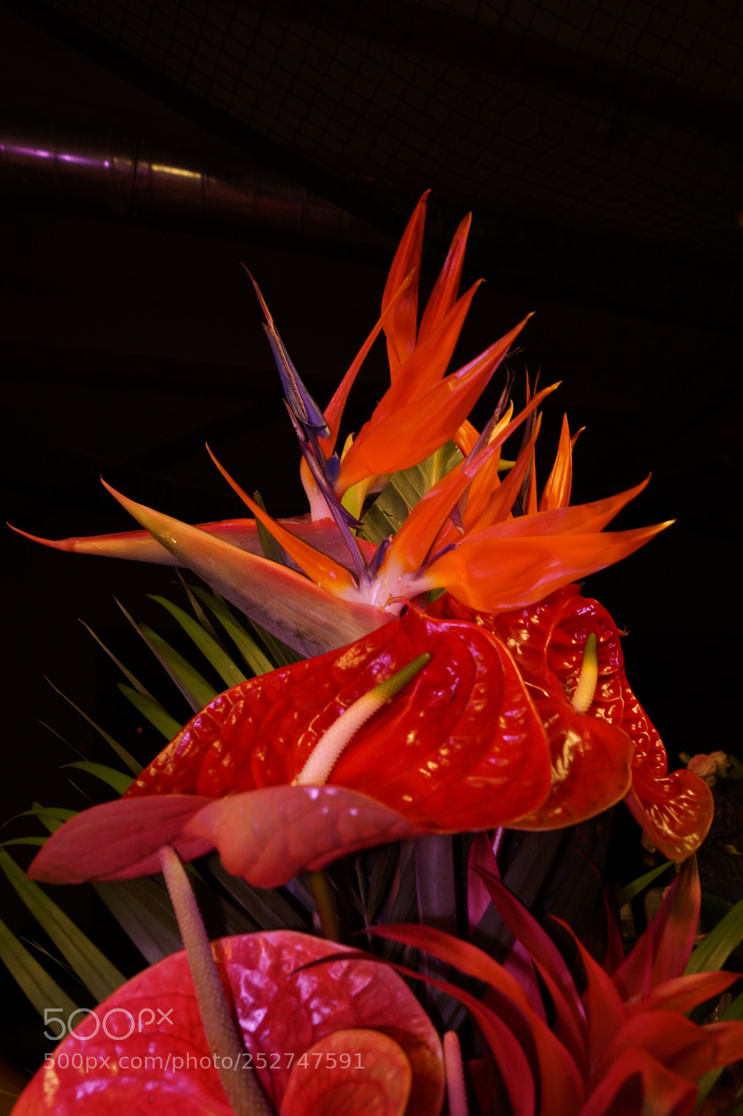 Sony SLT-A58 sample photo. Oiseau du paradis photography