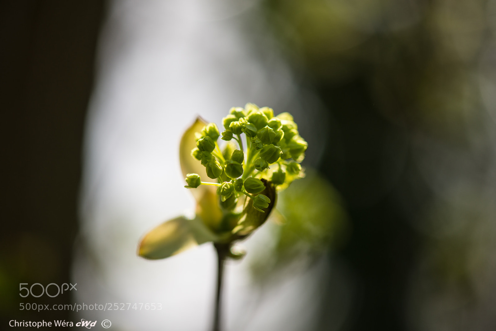 Nikon D800 sample photo. "bourgeons" photography