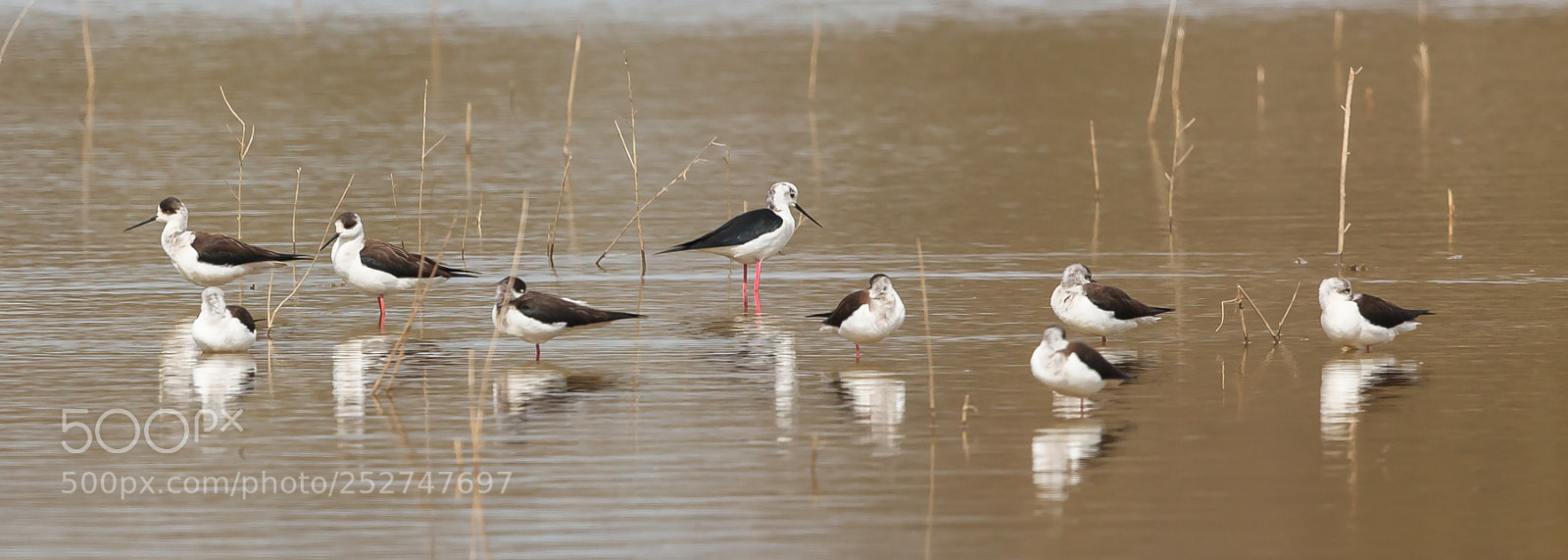 Canon EOS 5D Mark II sample photo. Black-winged stilts, steltkluten photography