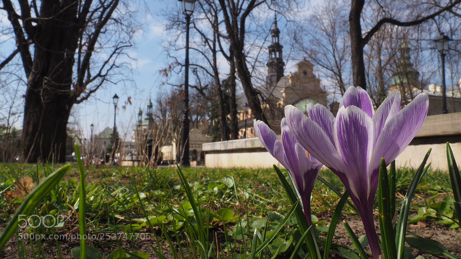 Olympus OM-D E-M10 II sample photo. Spring flower. photography
