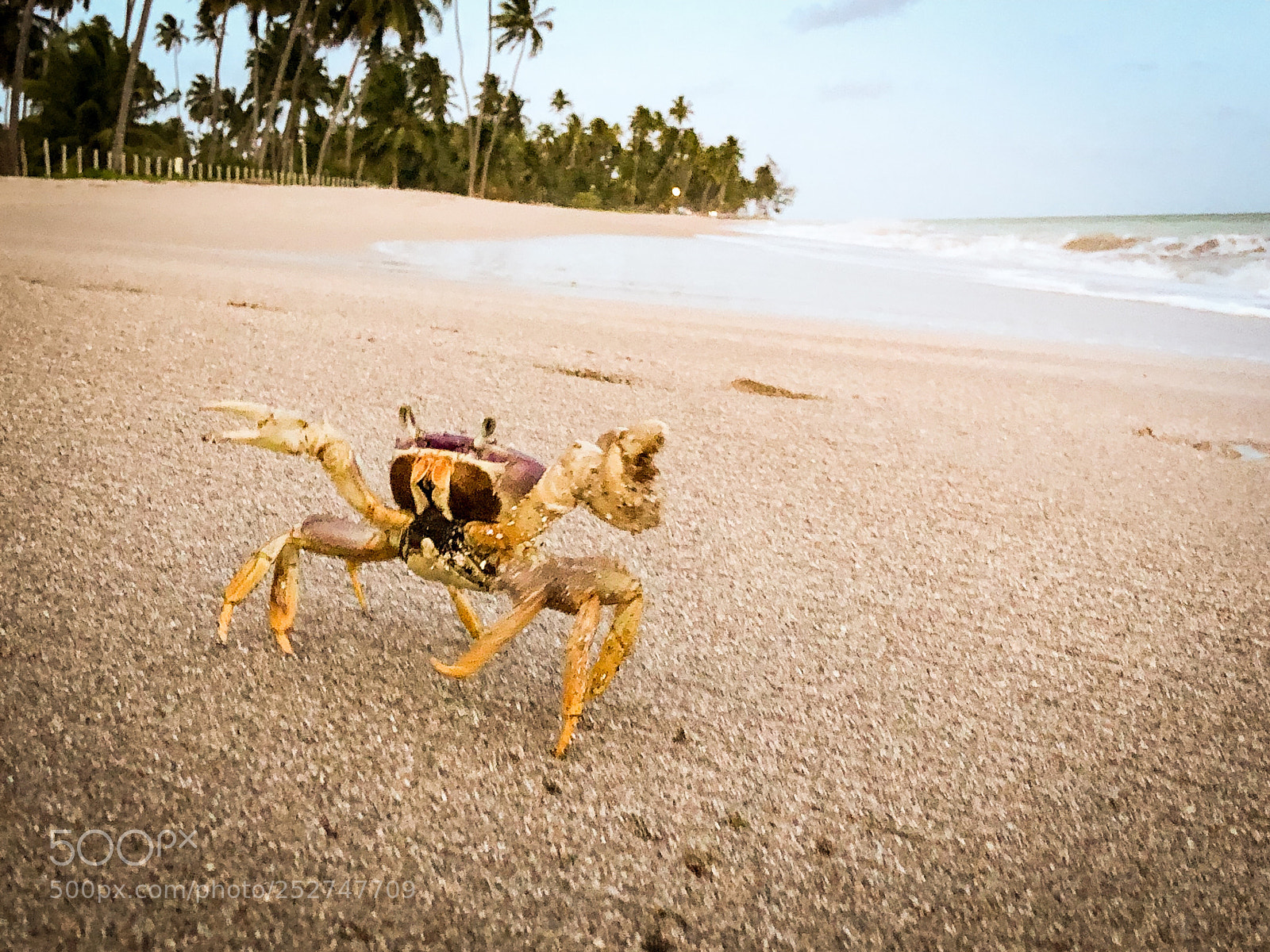 Apple iPhone X sample photo. Mr. crab photography
