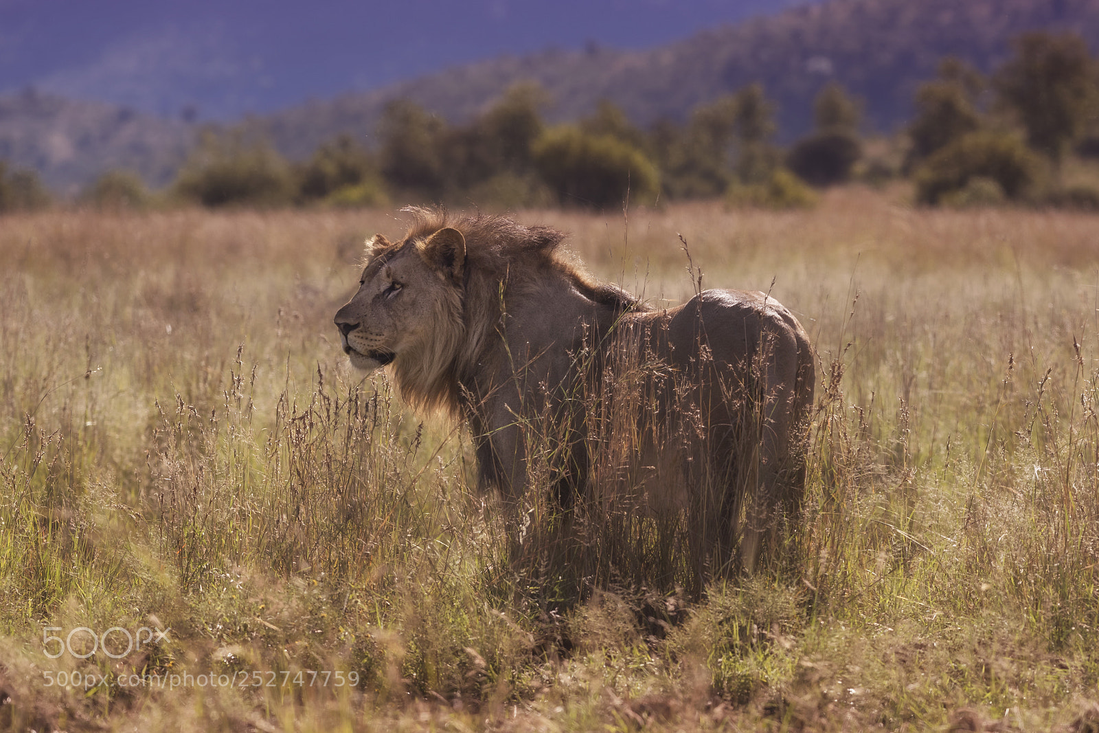 Nikon D750 sample photo. Male lion in the photography