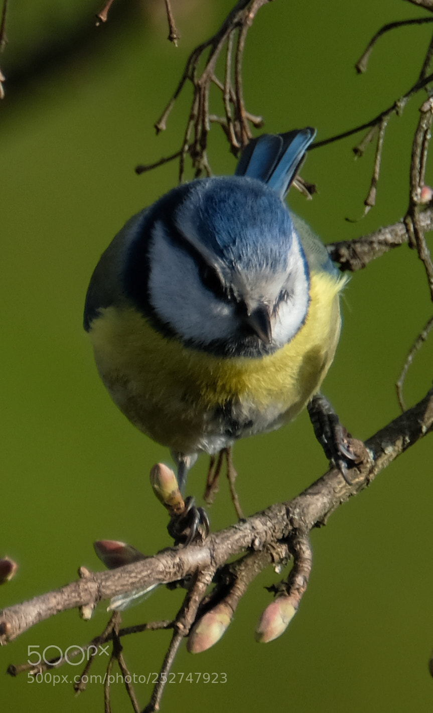 Fujifilm X-T2 sample photo. Bluetit in the sun photography