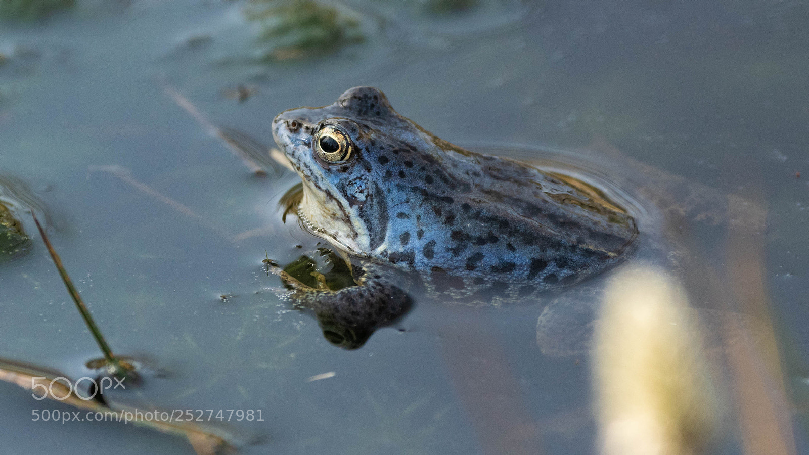 Nikon D5300 sample photo. Moor frog photography