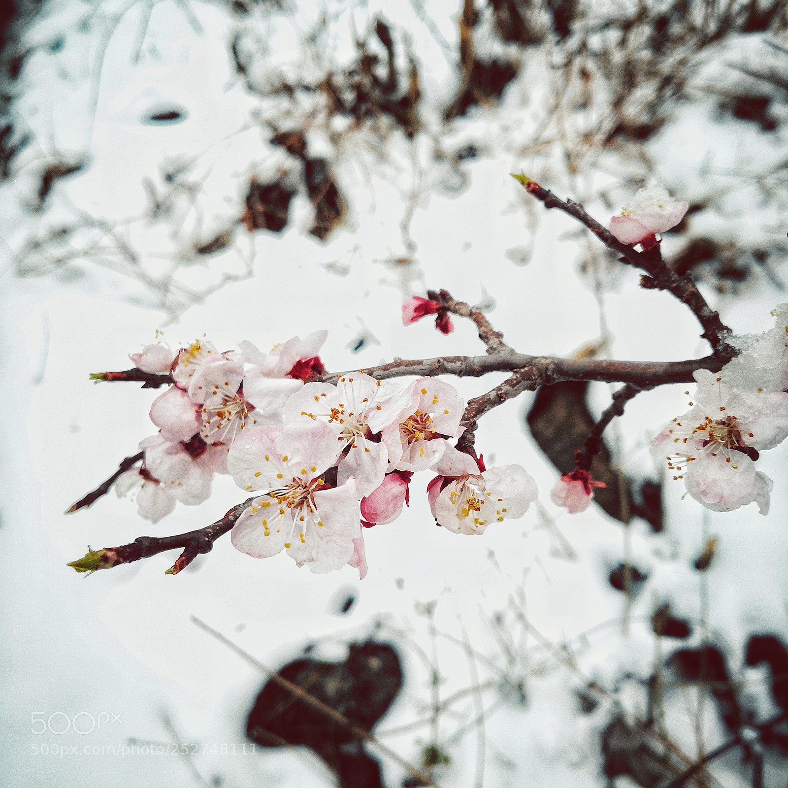 HUAWEI Mate 10 sample photo. Untitled photography