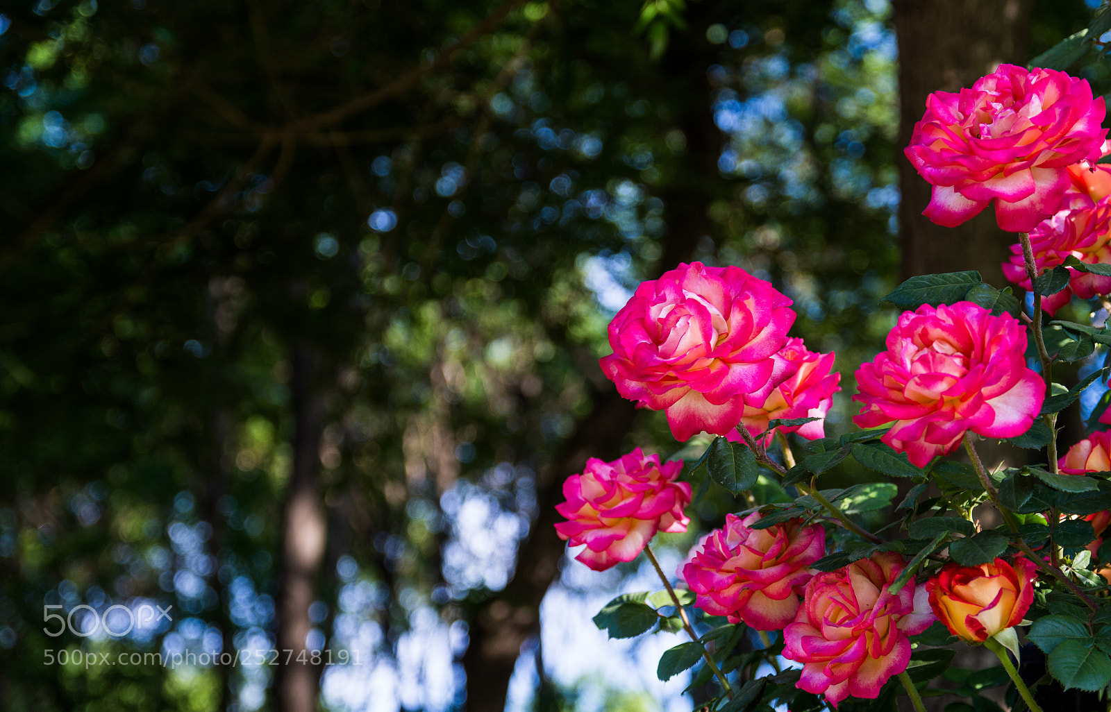Nikon D7100 sample photo. Rose photography